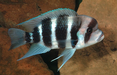 Cyphotilapia frontosa 'Magara'
